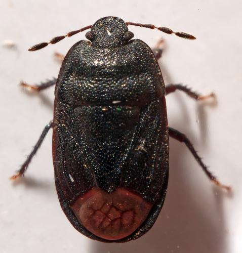 Ochetostethus sp.